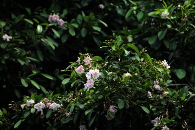 Trompet Ağacı, Pembe Poui, Yeni Dünya Trompeti, Gül Trompet Ağacı. Bilimsel adı Tabebuia Rosea.