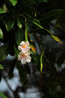 Trompet Ağacı, Pembe Poui, Yeni Dünya Trompeti, Gül Trompet Ağacı. Bilimsel adı Tabebuia Rosea.