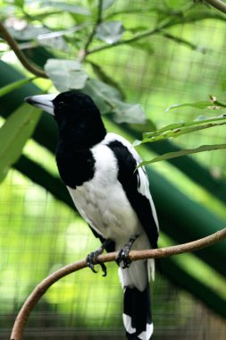 Cracticus cassicus ya da Jagal Papua, Endonezya ve Papua Yeni Gine 'de bulunan, baskın beyaz ve siyah renklere sahip bir kuş türüdür..