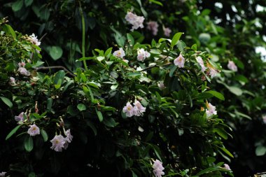 Trompet Ağacı, Pembe Poui, Yeni Dünya Trompeti, Gül Trompet Ağacı. Bilimsel adı Tabebuia Rosea.