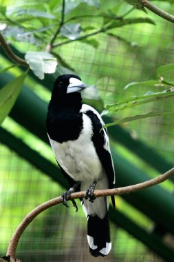 Cracticus cassicus ya da Jagal Papua, Endonezya ve Papua Yeni Gine 'de bulunan, baskın beyaz ve siyah renklere sahip bir kuş türüdür..