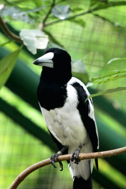 Cracticus cassicus ya da Jagal Papua, Endonezya ve Papua Yeni Gine 'de bulunan, baskın beyaz ve siyah renklere sahip bir kuş türüdür..