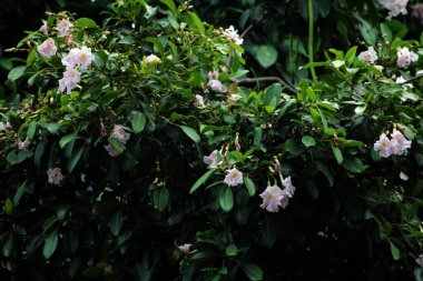 Trompet Ağacı, Pembe Poui, Yeni Dünya Trompeti, Gül Trompet Ağacı. Bilimsel adı Tabebuia Rosea.