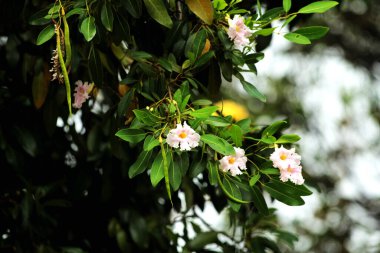 Trompet Ağacı, Pembe Poui, Yeni Dünya Trompeti, Gül Trompet Ağacı. Bilimsel adı Tabebuia Rosea.
