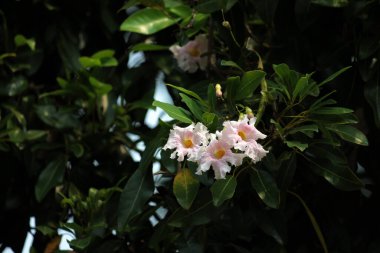 Trompet Ağacı, Pembe Poui, Yeni Dünya Trompeti, Gül Trompet Ağacı. Bilimsel adı Tabebuia Rosea.