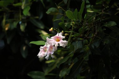 Trompet Ağacı, Pembe Poui, Yeni Dünya Trompeti, Gül Trompet Ağacı. Bilimsel adı Tabebuia Rosea.