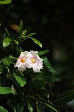 Trompet Ağacı, Pembe Poui, Yeni Dünya Trompeti, Gül Trompet Ağacı. Bilimsel adı Tabebuia Rosea.