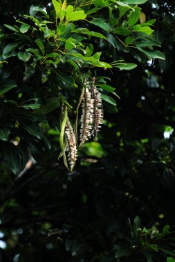 Trompet Ağacı, Pembe Poui, Yeni Dünya Trompeti, Gül Trompet Ağacı. Bilimsel adı Tabebuia Rosea.