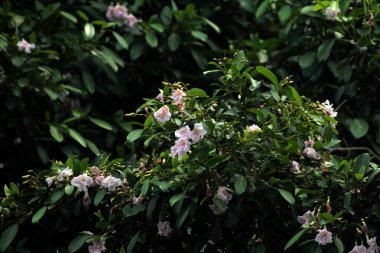 Trompet Ağacı, Pembe Poui, Yeni Dünya Trompeti, Gül Trompet Ağacı. Bilimsel adı Tabebuia Rosea.