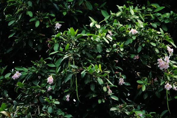 stock image Trumpet Tree, Pink Poui, New World Trumpet, Rosy Trumpet Tree. Scientific name Tabebuia rosea.