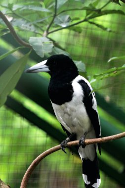 Cracticus cassicus ya da Jagal Papua, Endonezya ve Papua Yeni Gine 'de bulunan, baskın beyaz ve siyah renklere sahip bir kuş türüdür..