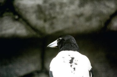 Cracticus cassicus ya da Jagal Papua, Endonezya ve Papua Yeni Gine 'de bulunan, baskın beyaz ve siyah renklere sahip bir kuş türüdür..