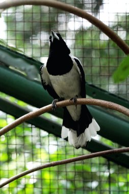 Cracticus cassicus ya da Jagal Papua, Endonezya ve Papua Yeni Gine 'de bulunan, baskın beyaz ve siyah renklere sahip bir kuş türüdür..
