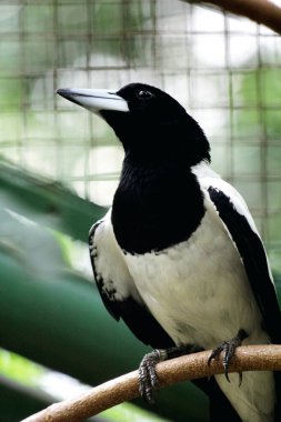 Cracticus cassicus or Jagal Papua bird is a bird with dominant colours of white and black, which can be found in Indonesia and Papua New Guinea. clipart