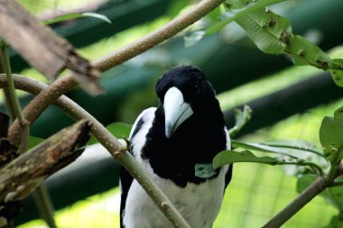 Cracticus cassicus ya da Jagal Papua, Endonezya ve Papua Yeni Gine 'de bulunan, baskın beyaz ve siyah renklere sahip bir kuş türüdür..