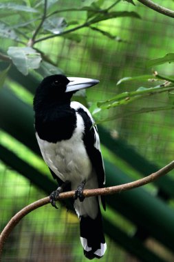 Cracticus cassicus ya da Jagal Papua, Endonezya ve Papua Yeni Gine 'de bulunan, baskın beyaz ve siyah renklere sahip bir kuş türüdür..