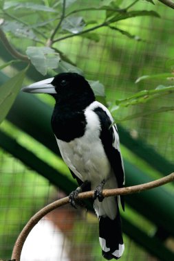Cracticus cassicus ya da Jagal Papua, Endonezya ve Papua Yeni Gine 'de bulunan, baskın beyaz ve siyah renklere sahip bir kuş türüdür..