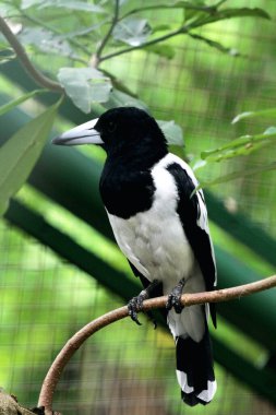 Cracticus cassicus ya da Jagal Papua, Endonezya ve Papua Yeni Gine 'de bulunan, baskın beyaz ve siyah renklere sahip bir kuş türüdür..