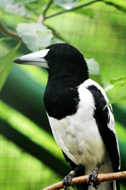 Cracticus cassicus ya da Jagal Papua, Endonezya ve Papua Yeni Gine 'de bulunan, baskın beyaz ve siyah renklere sahip bir kuş türüdür..
