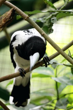 Cracticus cassicus ya da Jagal Papua, Endonezya ve Papua Yeni Gine 'de bulunan, baskın beyaz ve siyah renklere sahip bir kuş türüdür..