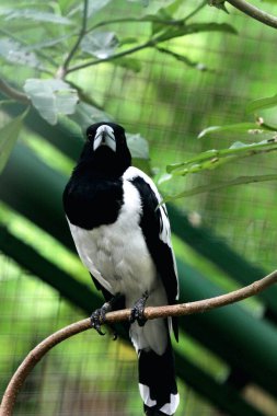 Cracticus cassicus ya da Jagal Papua, Endonezya ve Papua Yeni Gine 'de bulunan, baskın beyaz ve siyah renklere sahip bir kuş türüdür..