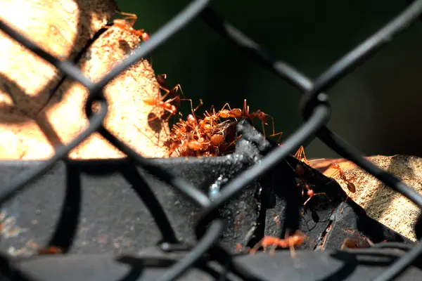 stock image A group of red ants work together to find food.