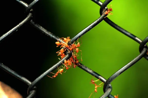 Bir grup kırmızı karınca yiyecek bulmak için birlikte çalışırlar..