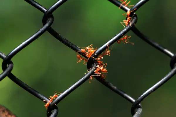 Stock image A group of red ants work together to find food.