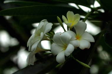 beyaz plumeria çiçekleri yakın çekim görüntüsü