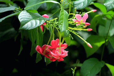 Combretum indicum, genellikle Rangoon sarmaşığı veya Burma sarmaşığı olarak bilinir, kırmızı çiçek kümeleri olan bir sarmaşıktır..