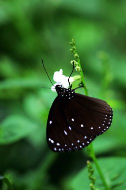 butterfly on a flower close-up view