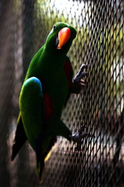 Kırmızı kanatlı papağan veya Aprosmictus eritropterus..