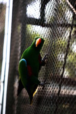 Kırmızı kanatlı papağan veya Aprosmictus eritropterus..