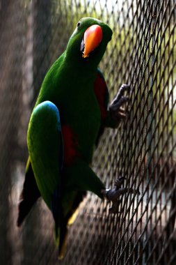 Kırmızı kanatlı papağan veya Aprosmictus eritropterus..