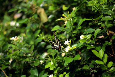 butterfly on a flower close-up view