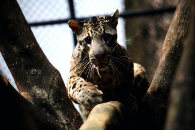 The Sumatran clouded leopard or Neofelis diardi diardi is a type of wild cat that lives on the island of Sumatra. This animal is nocturnal, meaning it actively hunts at night