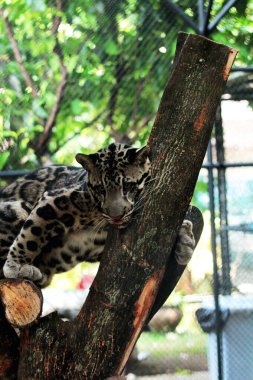 The Sumatran clouded leopard or Neofelis diardi diardi is a type of wild cat that lives on the island of Sumatra. This animal is nocturnal, meaning it actively hunts at night