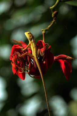 Küçük bir kertenkele yakın çekim görüntüsü