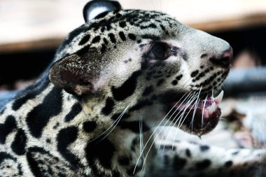 The Sumatran clouded leopard or Neofelis diardi diardi is a type of wild cat that lives on the island of Sumatra. This animal is nocturnal, meaning it actively hunts at night