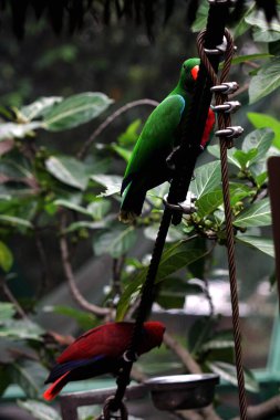 Kırmızı kanatlı papağan veya Aprosmictus eritropterus..