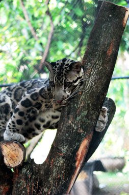 The Sumatran clouded leopard or Neofelis diardi diardi is a type of wild cat that lives on the island of Sumatra. This animal is nocturnal, meaning it actively hunts at night