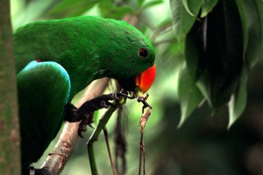 Kırmızı kanatlı papağan veya Aprosmictus eritropterus..