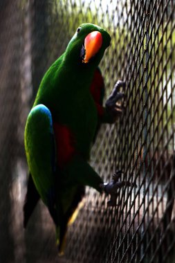 Kırmızı kanatlı papağan veya Aprosmictus eritropterus..