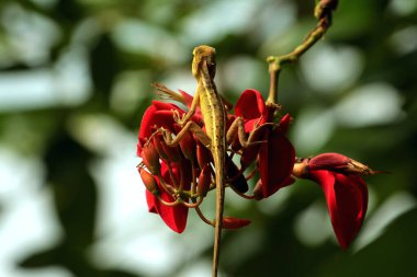 Küçük bir kertenkele yakın çekim görüntüsü