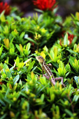 Küçük bir kertenkele yakın çekim görüntüsü