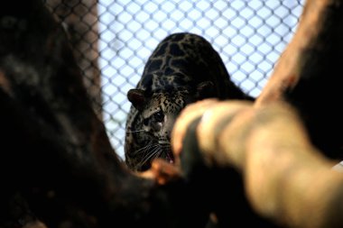 The Sumatran clouded leopard or Neofelis diardi diardi is a type of wild cat that lives on the island of Sumatra. This animal is nocturnal, meaning it actively hunts at night