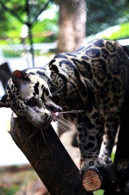 The Sumatran clouded leopard or Neofelis diardi diardi is a type of wild cat that lives on the island of Sumatra. This animal is nocturnal, meaning it actively hunts at night