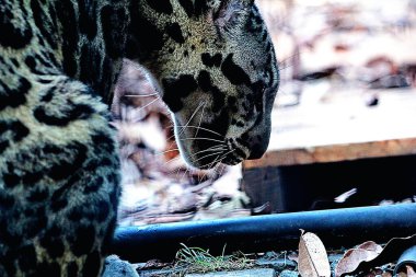 The Sumatran clouded leopard or Neofelis diardi diardi is a type of wild cat that lives on the island of Sumatra. This animal is nocturnal, meaning it actively hunts at night