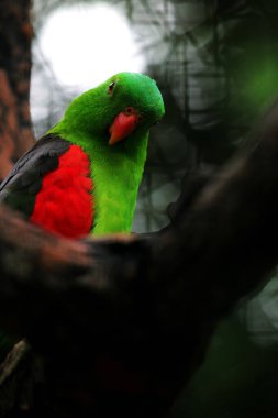 Kırmızı kanatlı papağan veya Aprosmictus eritropterus..