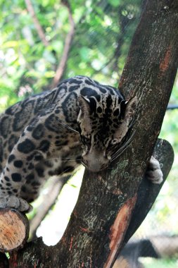The Sumatran clouded leopard or Neofelis diardi diardi is a type of wild cat that lives on the island of Sumatra. This animal is nocturnal, meaning it actively hunts at night